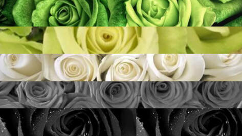 aromantic flag edit with stripes being replaced with images of flowers, primarily roses, corresponding to each stripe and its color. Color stripes are: green, light green, white, grey, and black.