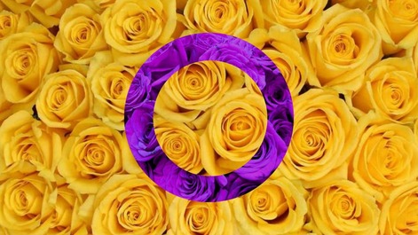 OII intersex flag edit with colors being replaced with images of roses corresponding to the flag colors. The background is yellow roses with a separate image of purple roses in the shape of a bold hollow circle placed in the center. 