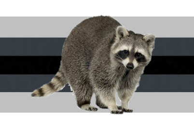 the flag with a realistic raccoon on it